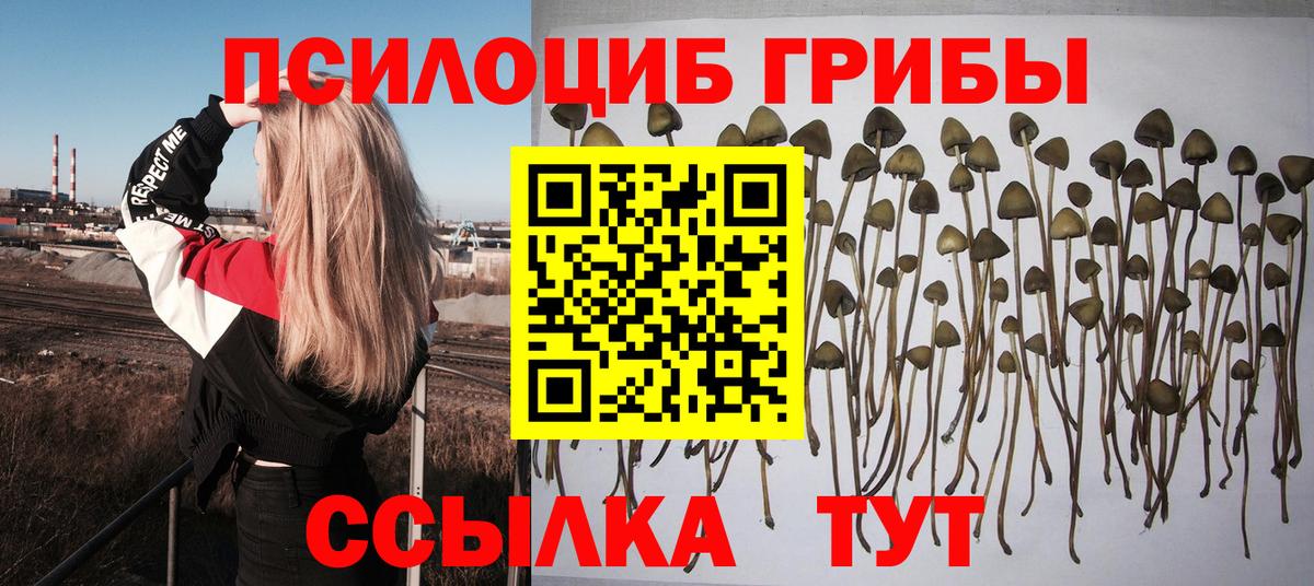Псилоцибиновые грибы Cubensis Ялуторовск